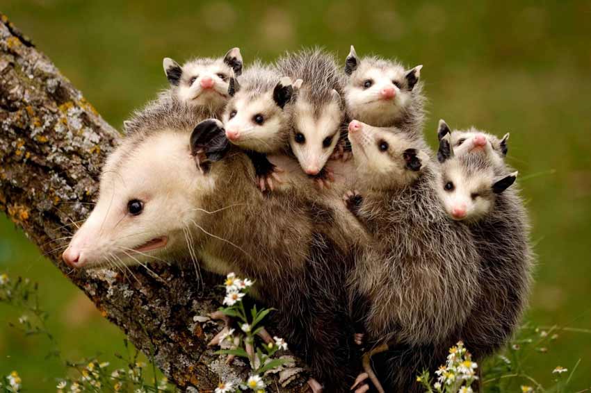 Opossum