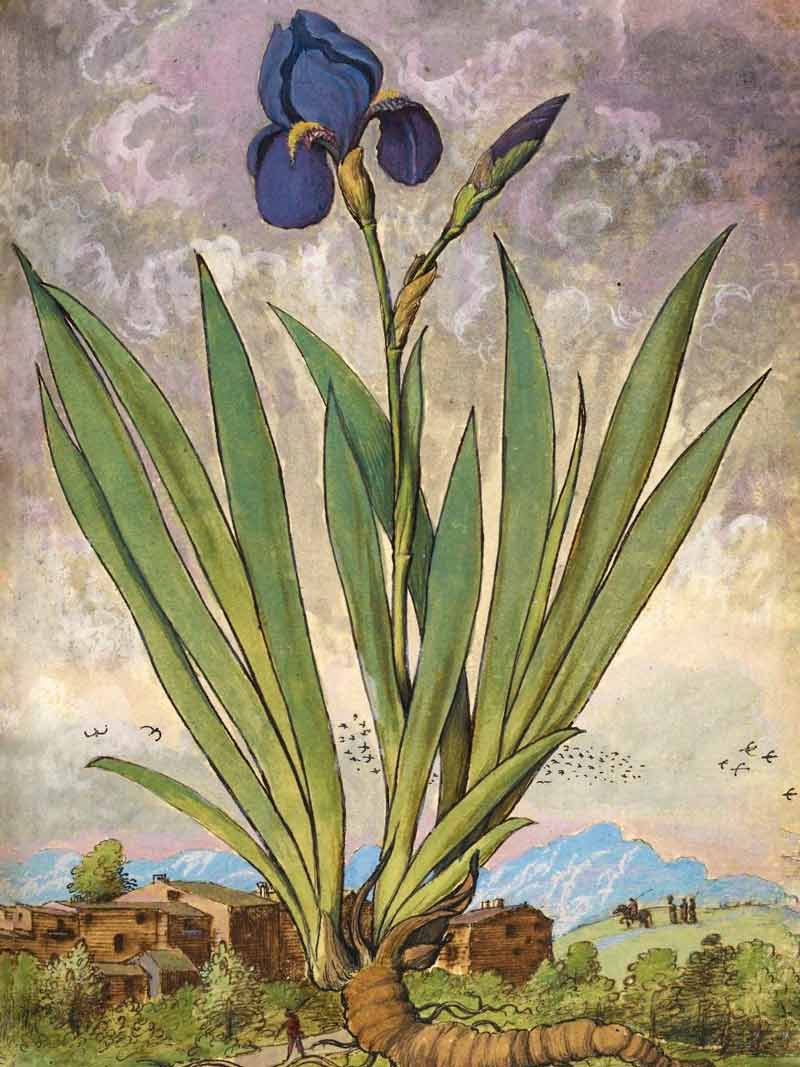 Gherardo Cibo, Iris, dal De Materia Medica