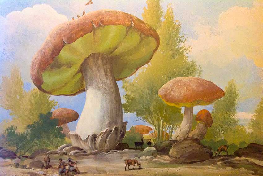 Johann Schobert e i funghi