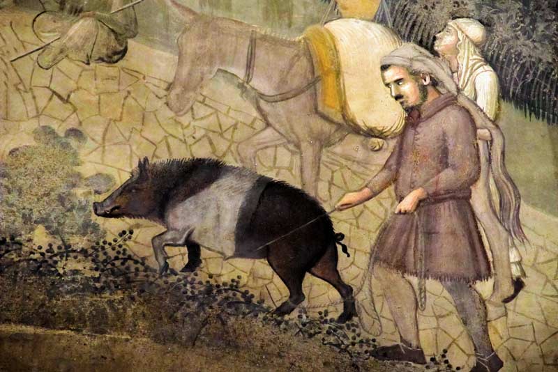 Animali nel medioevo: Ambrogio Lorenzetti, Gli effetti del Buon Governo, Sala dei Nove, Palazzo Pubblico, Siena