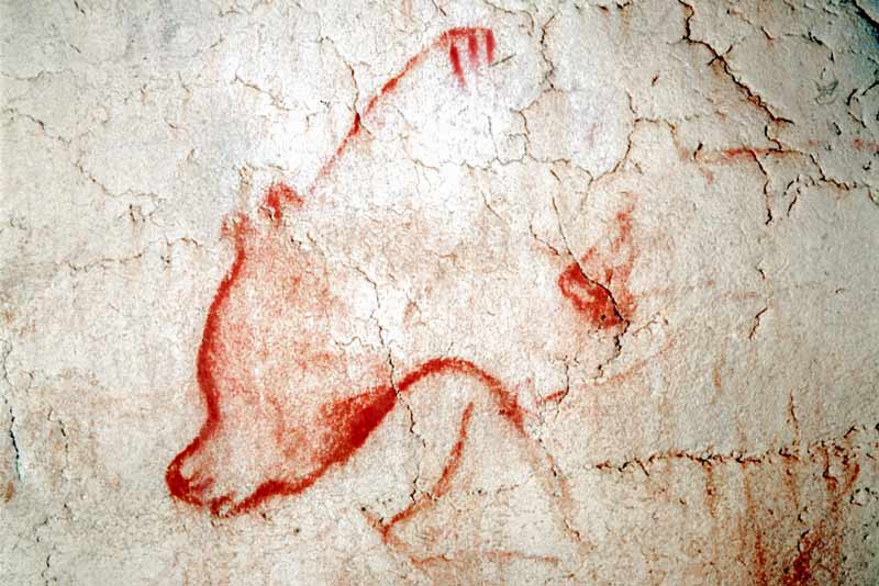 Culto dell'orso: orso dipinto nella grotta di Chauvet