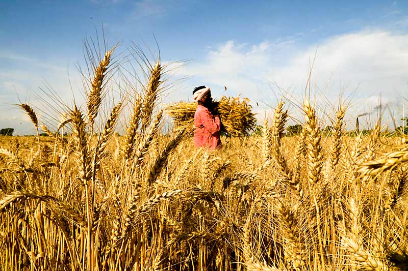 braccianti agricoltura